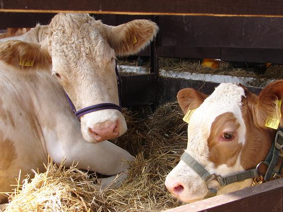 Hodowcy zlicytowali w Janowie najlepsze sztuki bydła mięsnego