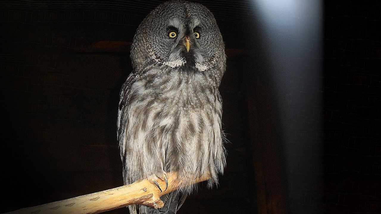 Region:  Noc Sów - będzie można podziwiać, podsłuchiwać i podglądać tajemnicze ptaki