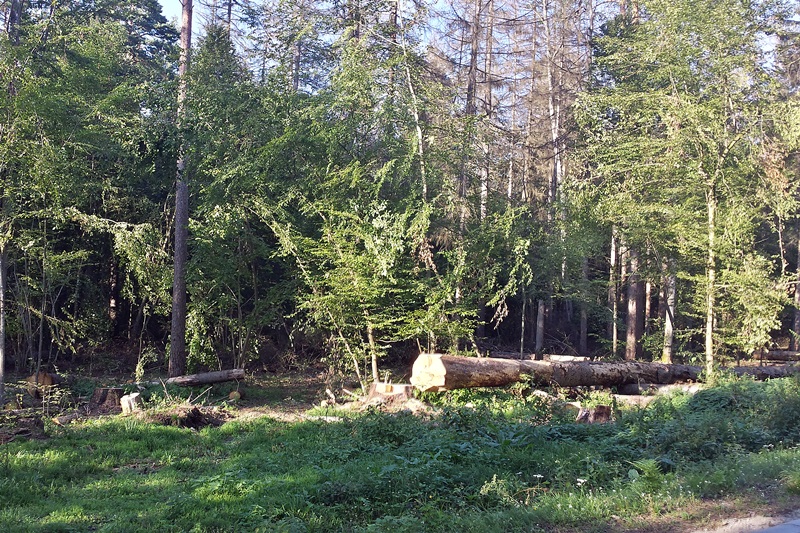 Akcja sprzątania śmieci w Puszczy Białowieskiej