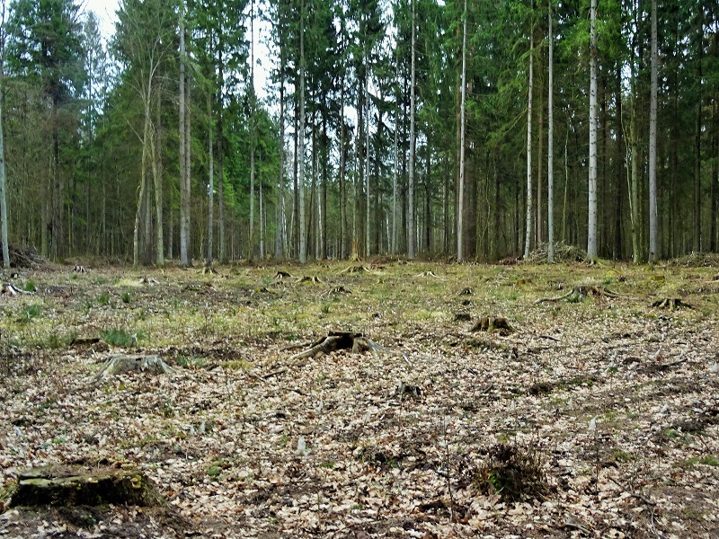 Nadal trwa usuwanie drzew z Puszczy Białowieskiej