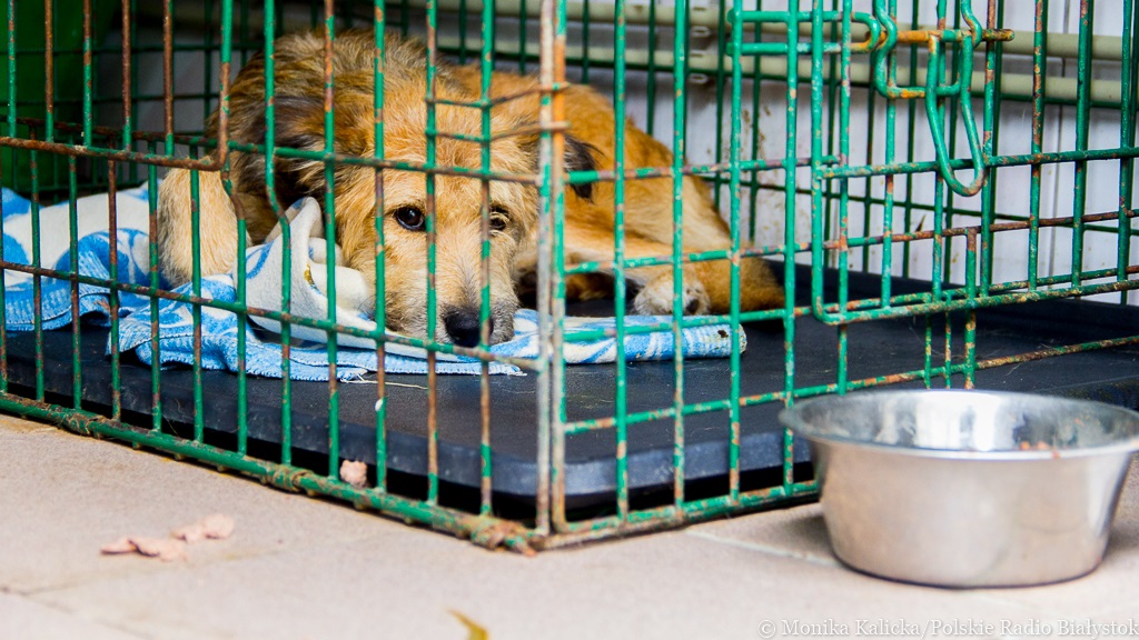 Pies to nie zabawka – białostockie schronisko wstrzymuje adopcje na święta