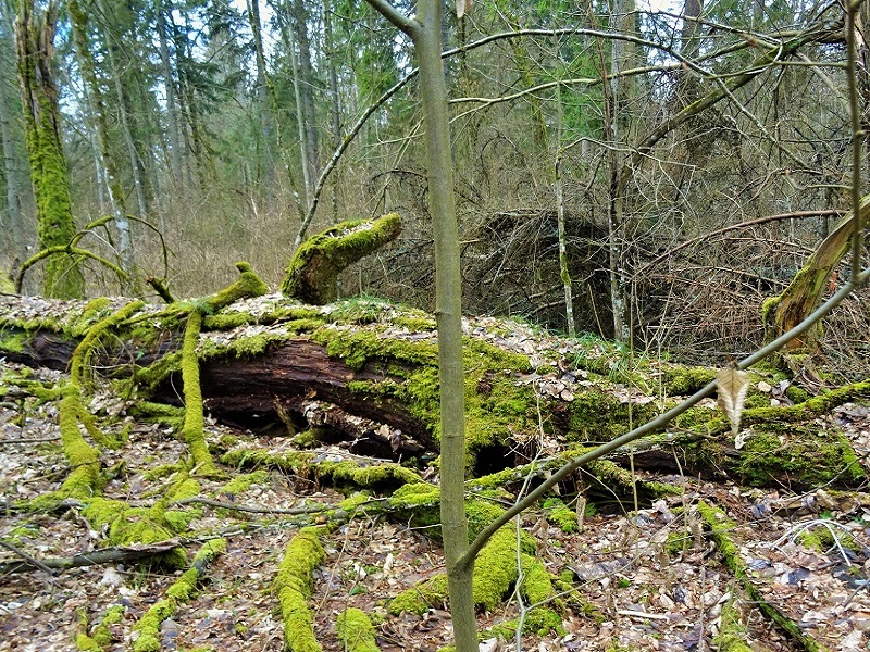 Pierwsze efekty monitoringu Puszczy Białowieskiej
