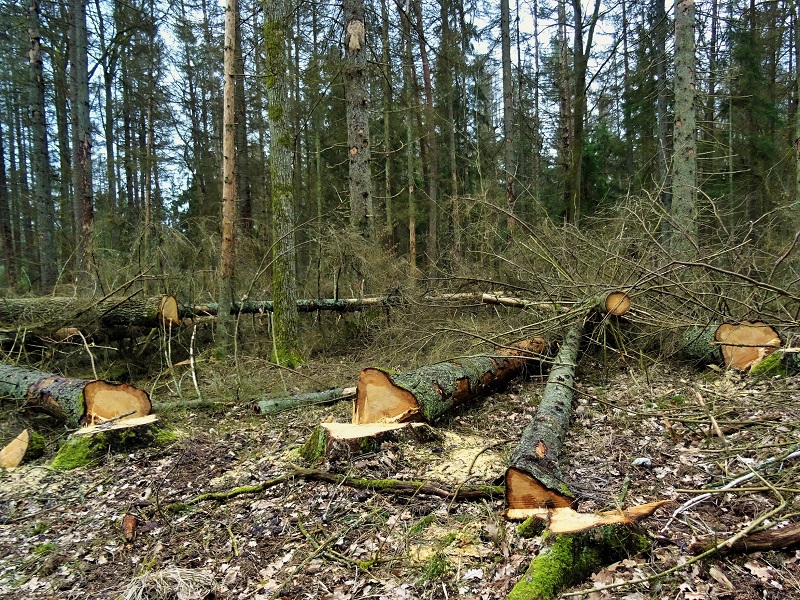 Policja wyjaśnia incydent w Puszczy Białowieskiej - poszkodowany kapelan Lasów Państwowych