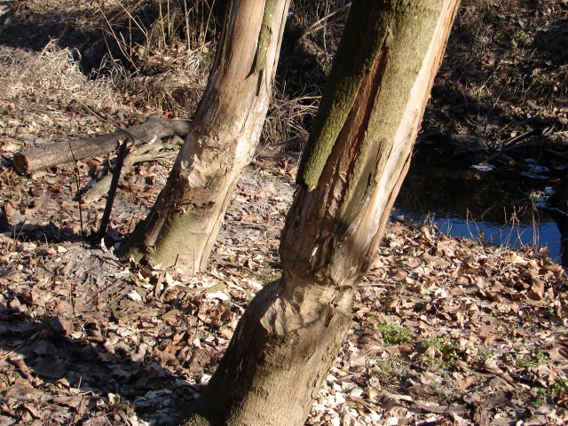 Zambrów:  Strażacy uratowali bobra