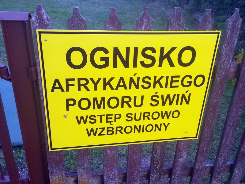 Setne ognisko ASF u trzody chlewnej w Polsce