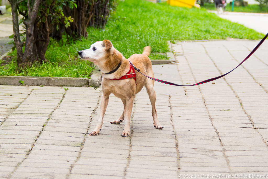 Wolontariusze białostockiego schroniska zachęcają do spacerów z psimi seniorami