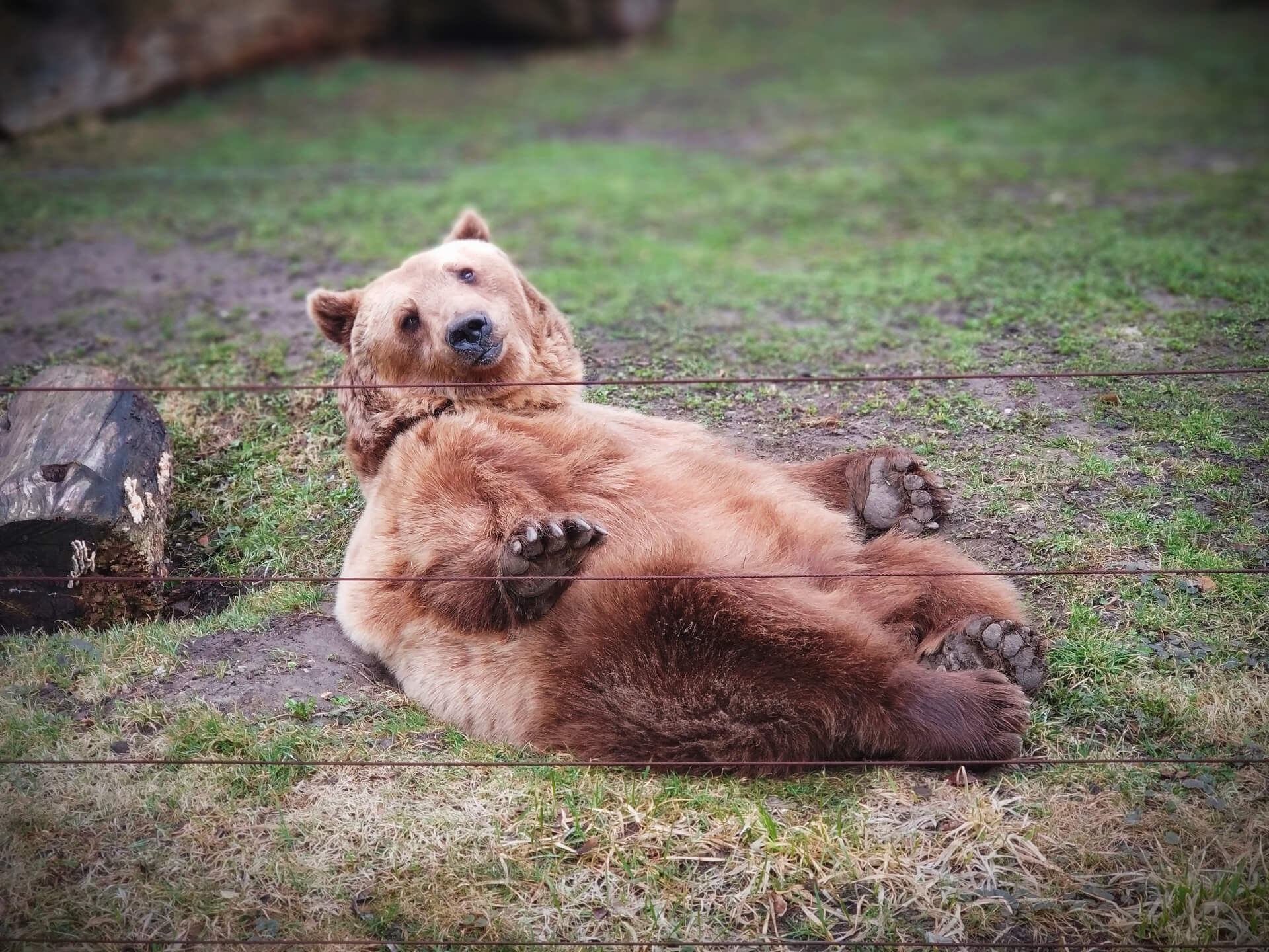 "Brat osioł, siostra niedźwiedzica" - reportaż Aleksandry Sadokierskiej