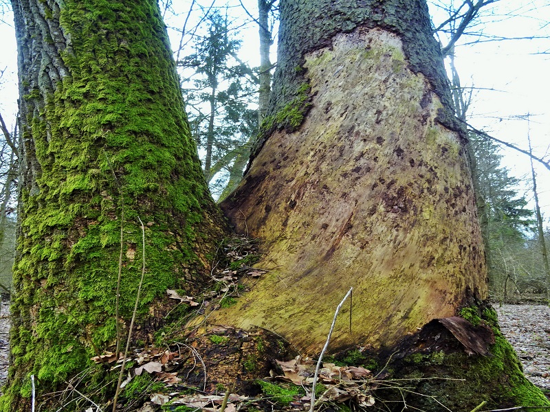"Okrągły stół" w sprawie Puszczy Białowieskiej bez leśników