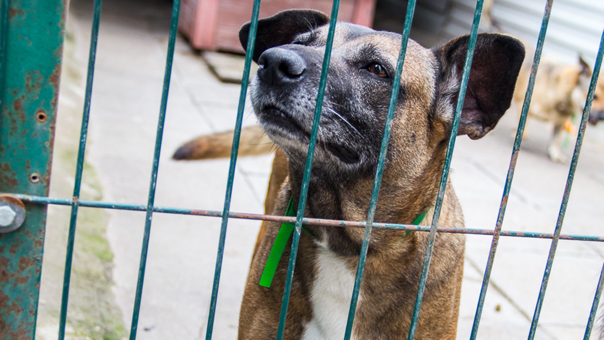 Białostockie TOZ uruchomiło na sylwestra specjalny telefon, by pomóc odnaleźć wystraszone psy