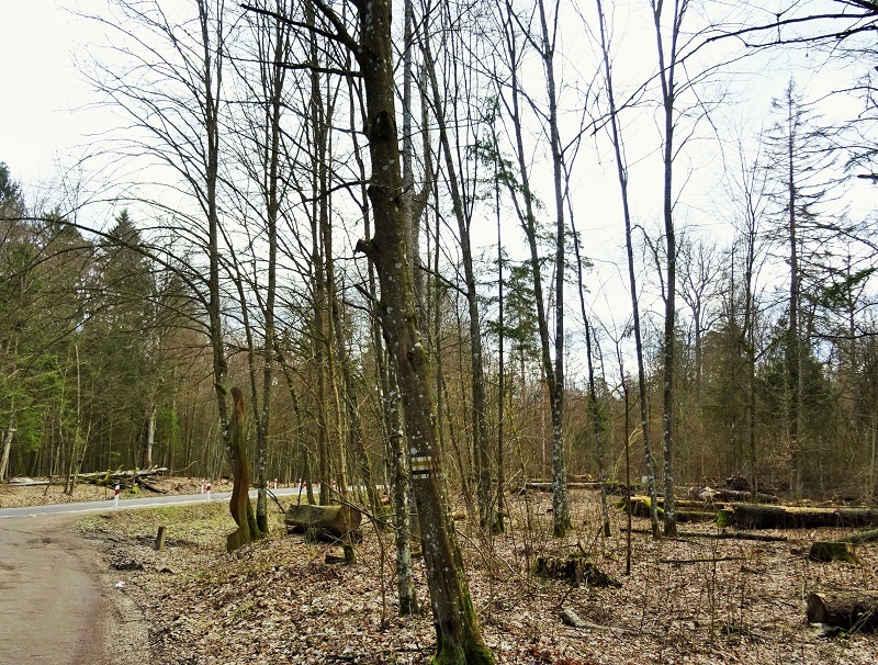 Komisja Europejska chce łączyć sprawę wycinki w Białowieży z procedurą praworządności