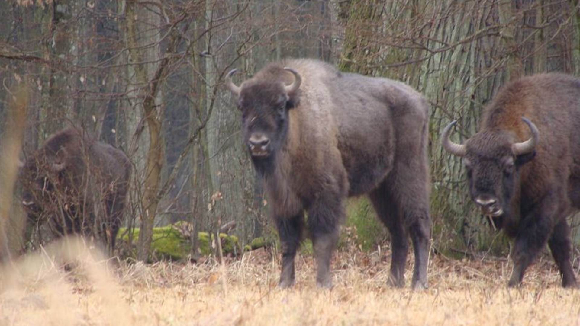 Są chętni do wydzierżawienia gruntów na potrzeby białowieskich żubrów
