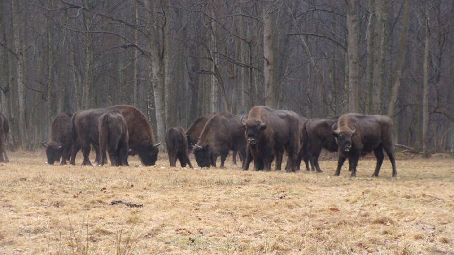 Żubry z Puszczy Białowieskiej będą miały łatwiejszy dostęp do wody