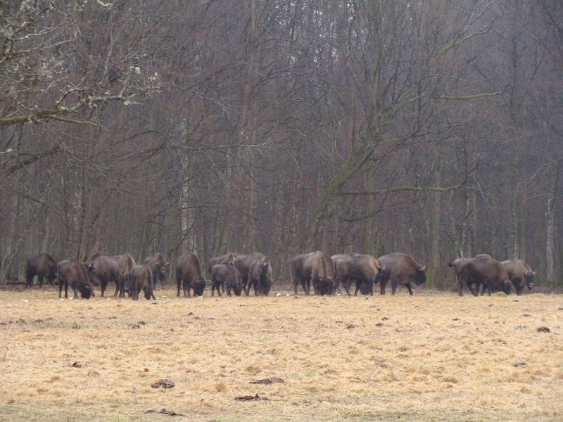Białowieski Park Narodowy nie wydzierżawi od rolników łąk dla żubrów - ale szkody pewnie będą