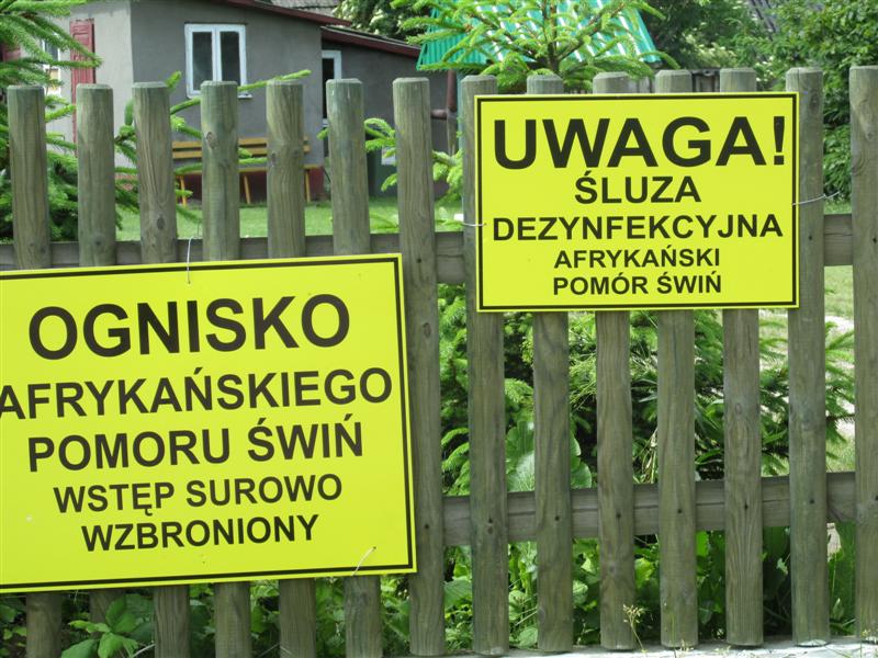 Sejmowa Komisja Rolnictwa i Rozwoju Wsi dyskutowała o zwalczaniu ASF