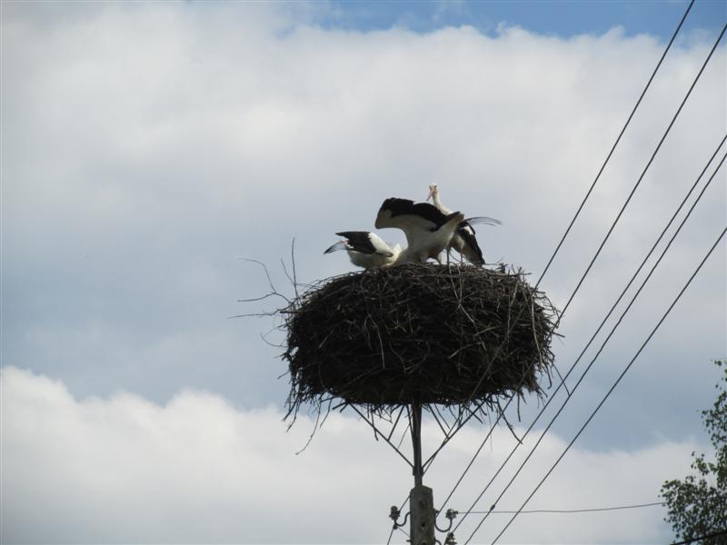 Akcja pomocy bocianom - 300 gniazd ma być przeniesionych w bezpieczne miejsca
