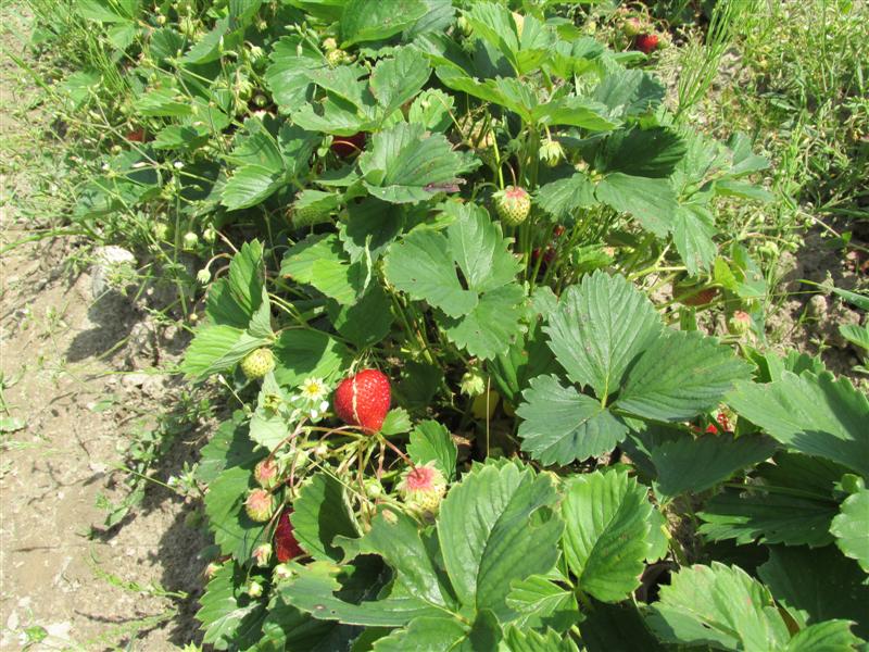 Rozpoczęły się zbiory truskawek 4.06.2018