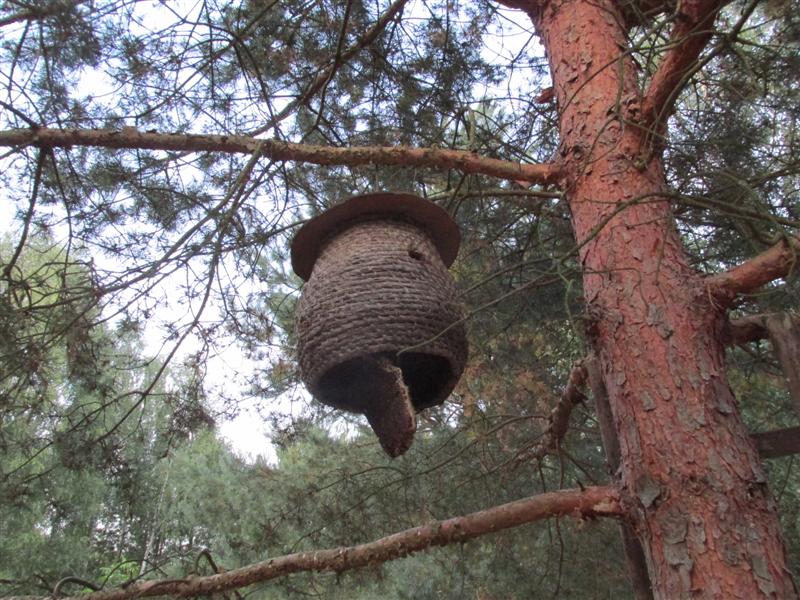 W pasiece Bazylego Tyszko 8.09.2019