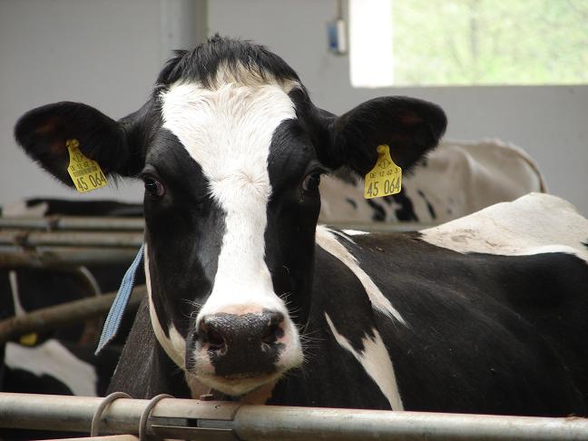 Policjanci wkroczyli do ubojni k. Brańska, właściciele twierdzą, że są niewinni