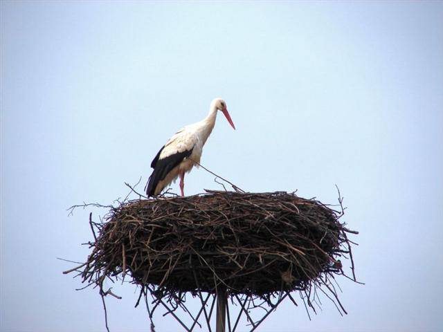 Bociany on-line w Łomżyńskim Parku Krajobrazowym Doliny Narwi