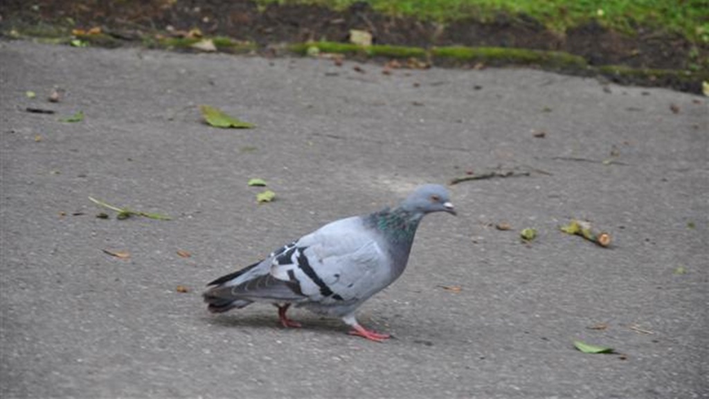 Światowy Dzień Gołębia - szkodzimy czy pomagamy dokarmiając te ptaki?