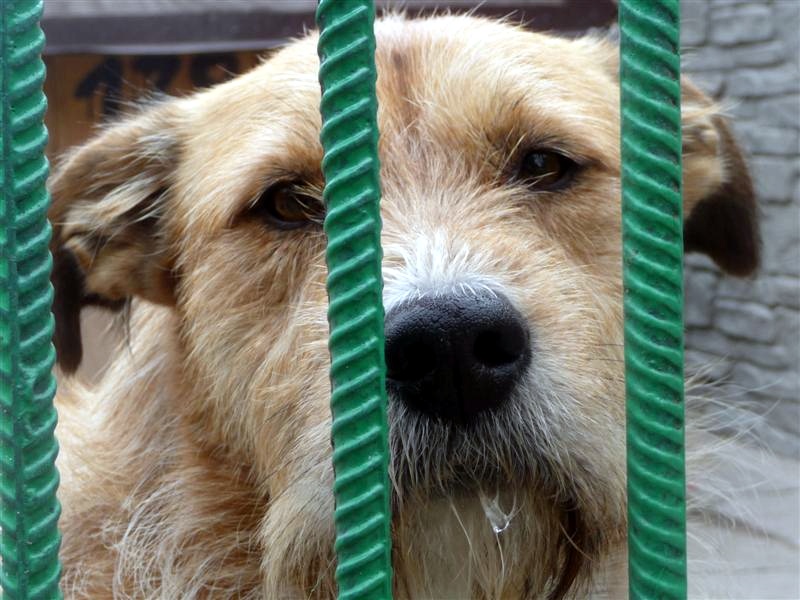 Suwałki: TOZ zarzuca gminie naruszanie ustawy o ochronie zwierząt