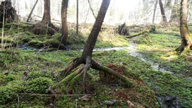 Biebrzańskie bagna wysychają - alarmują pracownicy BPN