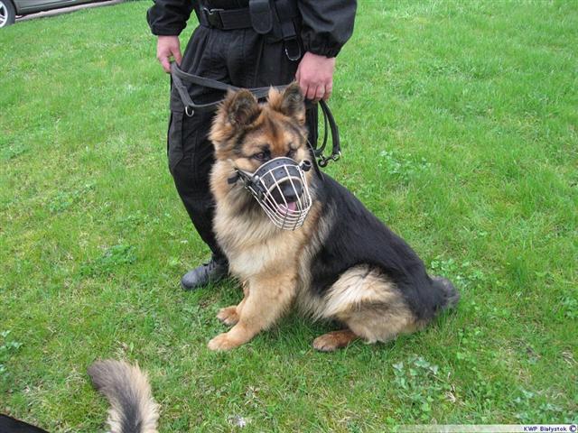 Nocny pościg za 33-latkiem – policyjny pies doprowadził łomżyńskich funkcjonariuszy do pijanego uciekiniera