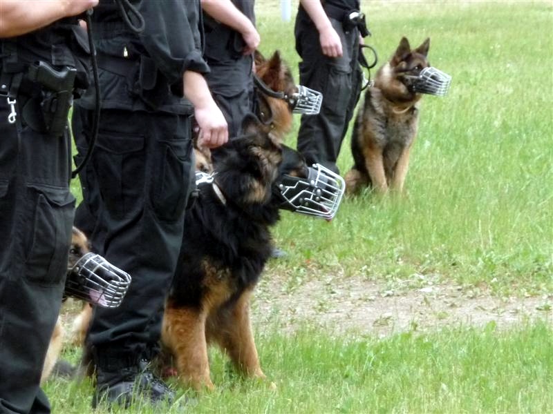 Podlaska policja szuka psów do służby