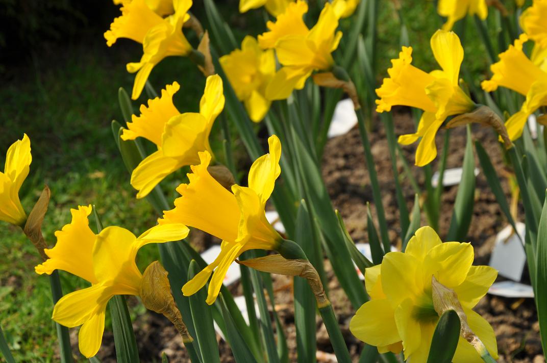 Uczniowie z Michałowa zasadzili Pola Nadziei