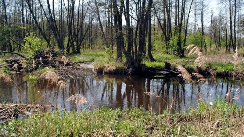 PAN i Politechnika Białostocka zachęcają miłośników przyrody do bycia obywatelskimi naukowcami