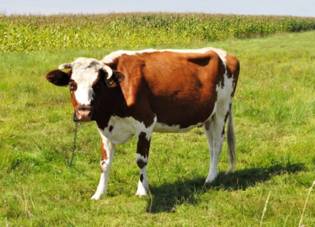 Hajnówka:  Proces rolnika oskarżonego o głodzenie swoich krów