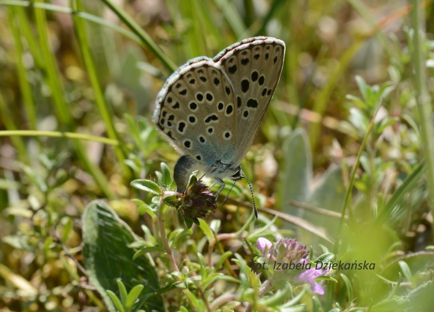 Bajkowy południk na półmetku wakacji - dzieci brały udział w zawodach Hero Run Kids