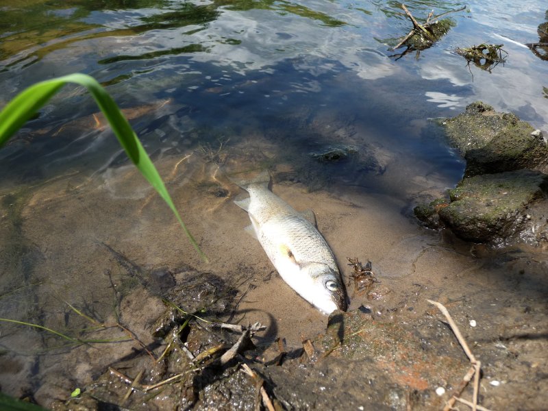 Region:  Przyducha powodem śniecia ryb w Broku