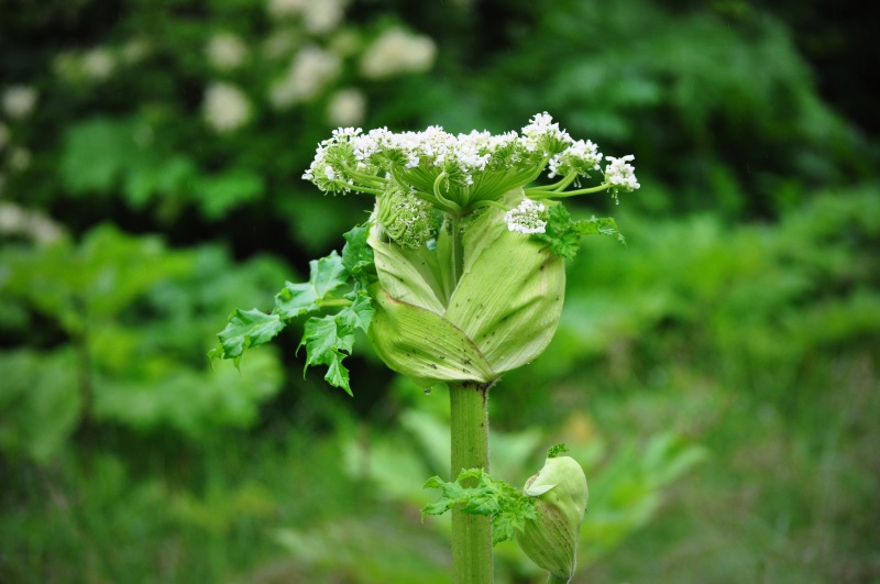Region:  Warsztaty o roślinach inwazyjnych w Muzeum Wigier