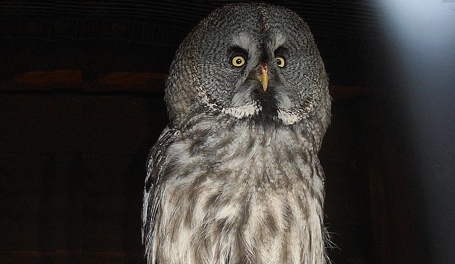 Noc pod znakiem sów