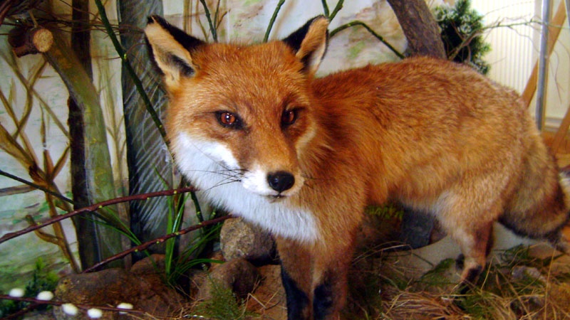 Ferma zwierząt futerkowych w Zambrowie przestała funkcjonować