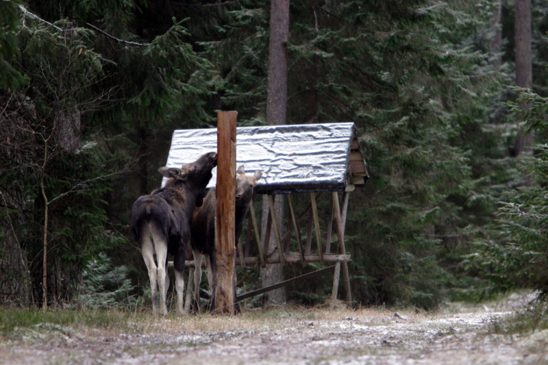 Czy łosi jest za dużo i co im zagraża - tematem 66. Wszechnicy Biebrzańskiej