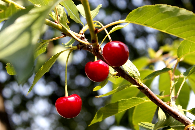 Rozpoczyna się sezon na letnie owoce – jak rozpoznać te ekologiczne?