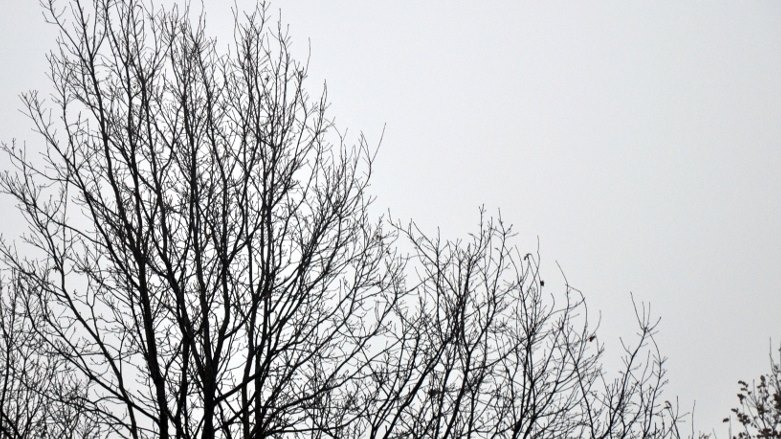 Region:  Z aplikacją przez las