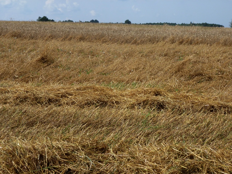 Stowarzyszenie "Ptaki Polskie" zachęca rolników do pozostawiania miedzy na polach
