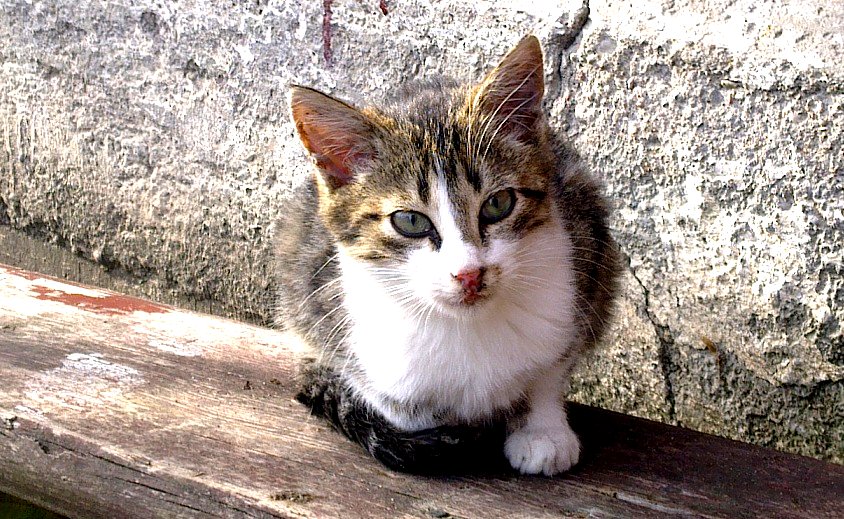 "Miłośnik zwierząt" - reportaż Anny Bogdanowicz