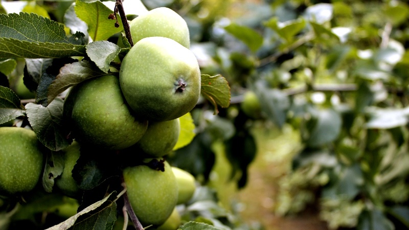 Podczas pandemii rośnie popyt na większe nieruchomości i działki rekreacyjne