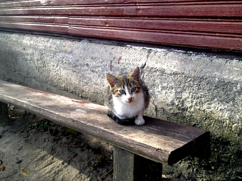 Białystok:  Kot w 30-metrowej suchej studni - z takim zadaniem musieli się zmierzyć strażacy