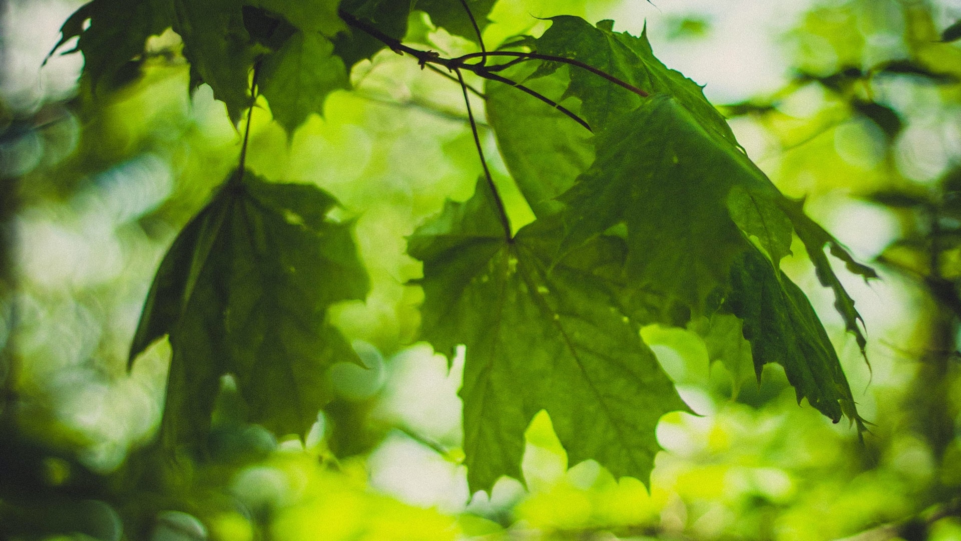 W Kolnie posadzono ponad 100 nowych drzew