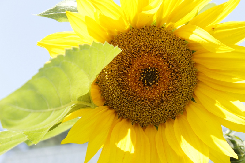 Region:  8 hektarów farm słonecznych