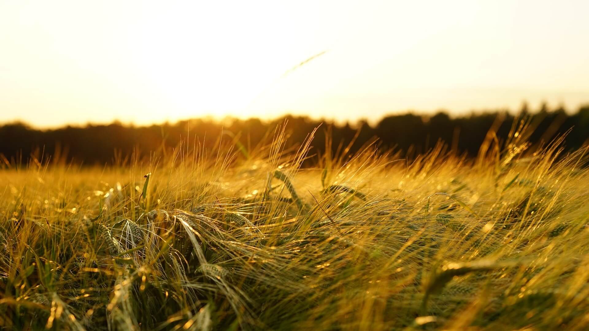 Rolnik musi wybrać: dopłaty lub płatność dla małych gospodarstw