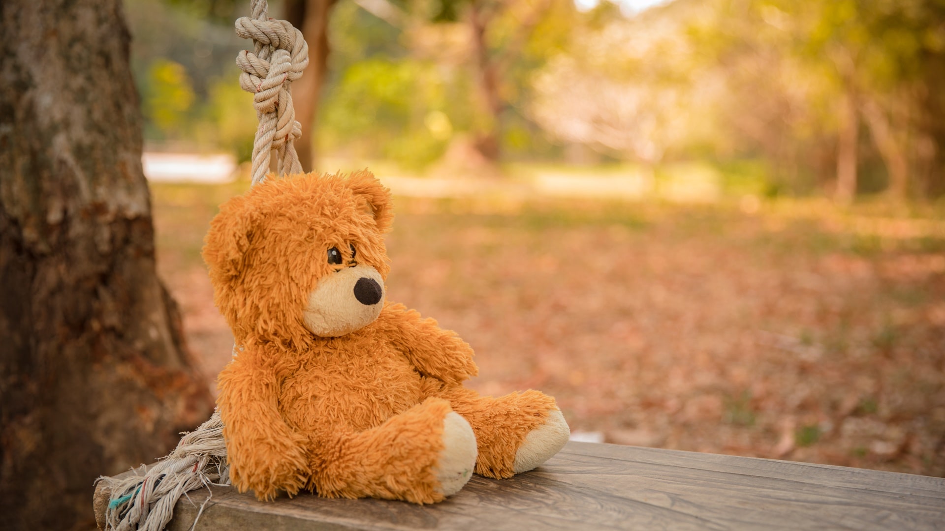 Niedźwiedzie i misie