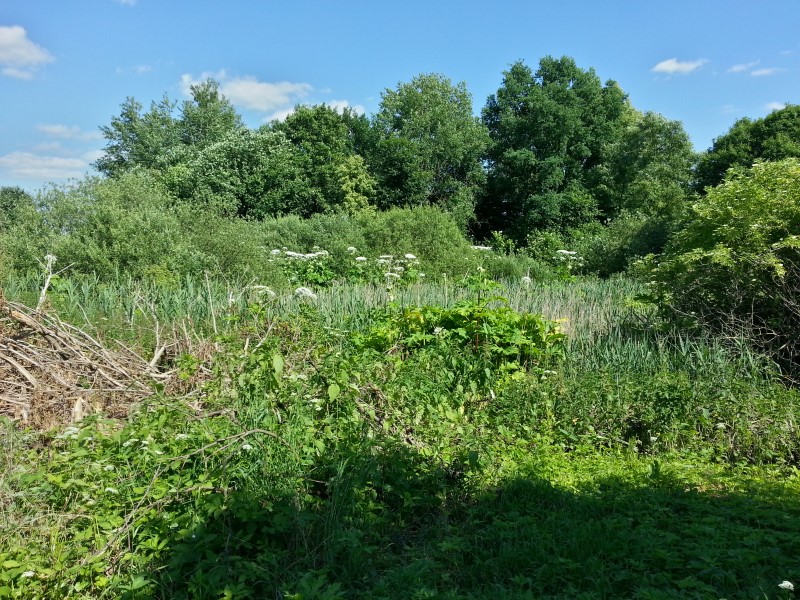 Region:  Naukowcy dyskutują o barszczu sosnowskiego