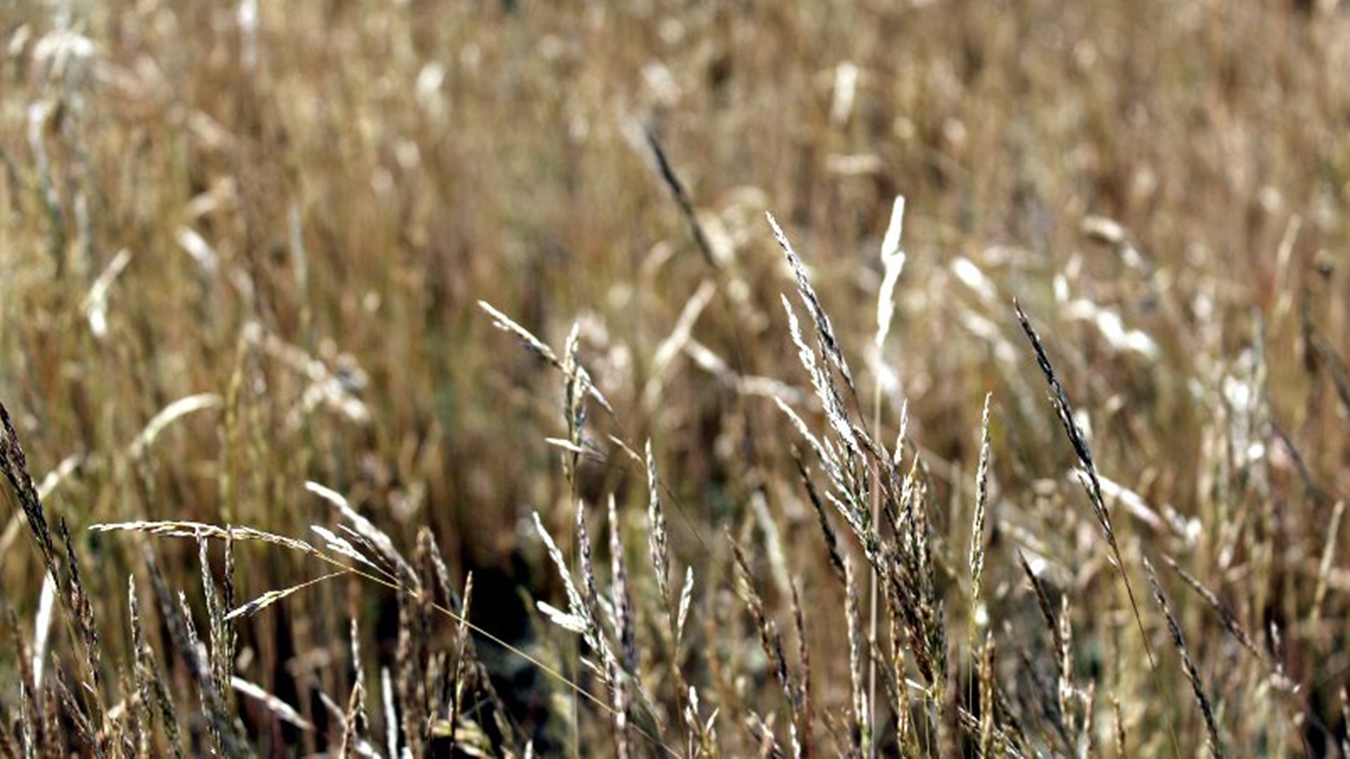 Brak opadów deszczu coraz bardziej niepokoi podlaskich rolników