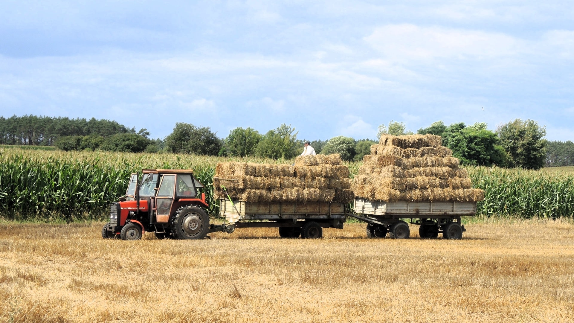 Żniwa w Podlaskiem dopiero osiągają półmetek. Prace opóźnia pogoda